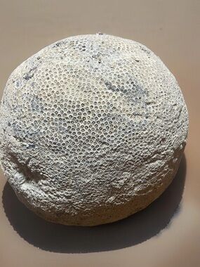 Natural Brain Coral Ocean Fossil Decor  13lbs 6oz 30in Around Uncleaned